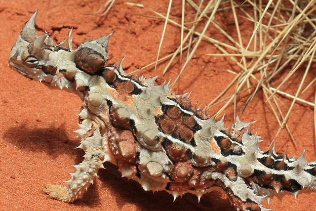 alice springs bush tucker tour