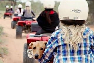 alice springs bush tucker tour